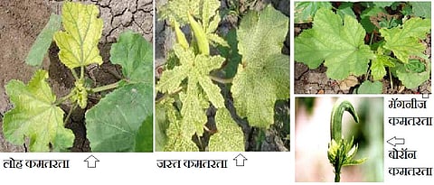 भेंडी पिकासाठी संतुलित अन्नद्रव्य व्यवस्थापन