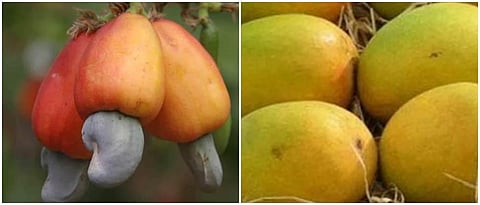 Mango Cashew