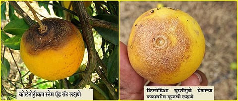 Colletotricum stem end rot and fruit rot symptoms in citrus fruit