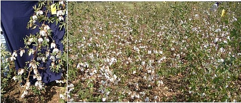 देशी कापूस वाण