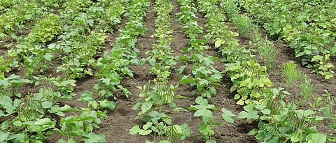 Cultivation of cotton and greem gram in the 1:2 ratio