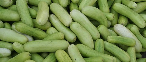 Cucumber Seed