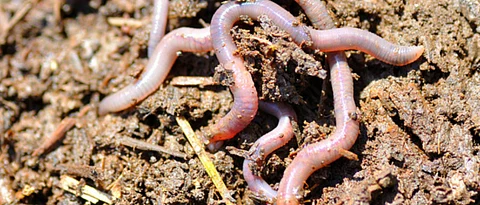 earthworm