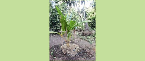 नवीन नारळ रोपांना काठीचा आधार द्यावा. आळ्यामध्ये आच्छादन करावे.