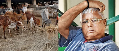 fodder scam