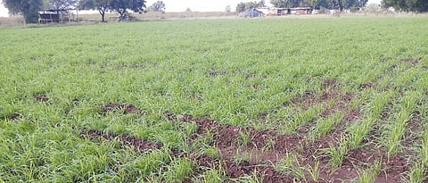 26 thousand in Akola Crops per hectare affected