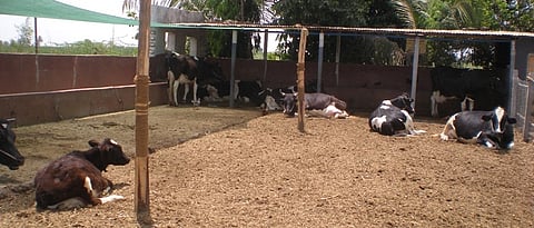 मुक्त संचार गोठा