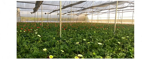 दर्जेदार फुलांच्या उत्पादनासाठी हरितगृहात योग्य तापमान आणि आर्द्रता ठेवावी.