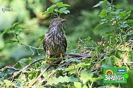 The glory of the bird forest, nurture it - Aranyarishi Maruti Chitampally