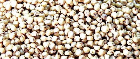 Sorghum purchase stopped in Jalgaon district