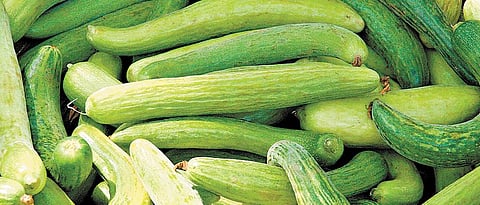 Cucumber in the state 500 to 3000 rupees