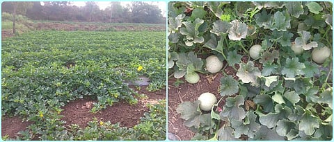 कलिंगड, खरबूज काढणी