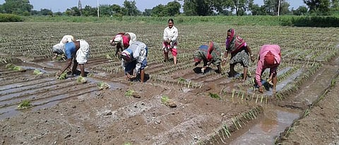 Onion Cultivation