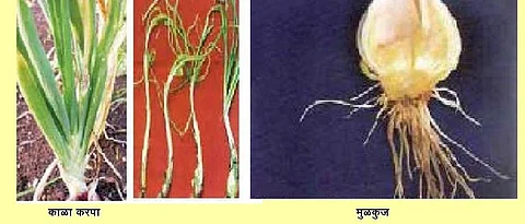 Symptoms of black spot and root rot disease in onion 