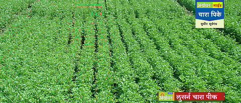 लुसर्न पीक लागवड