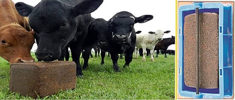 uromol chatan vit for milch animals