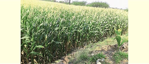 सकस व रुचकर चारापुरवठा करण्यासाठी मका पिकाची लागवड करावी.