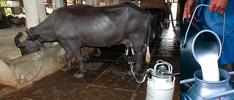 जनावराला दिल्या जाणाऱ्या अाहारावर दुधातील घटकांचे प्रमाण अवलंबून असते.