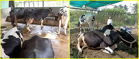 Prafulla Parit has gained financial stability by raising 12 animals.