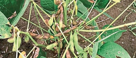 Soybean fungal diseases