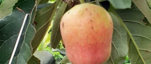 वाजगाव येथील शेतकरी केवल कडू देवरे यांनी प्रयोग म्हणून अर्धा एकर क्षेत्रावर सफरचंदाची लागवड केली होती. आता या सफरचंदास फळधारणा होत आहे.