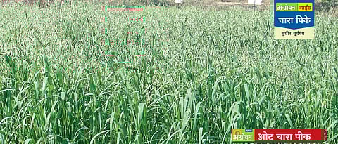 ओट चारा पीक लागवड तंत्रज्ञान