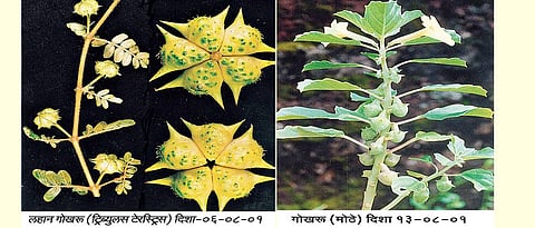 Bindii plants