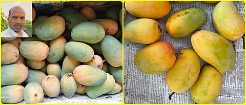 quality mango production