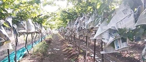 Fruit Crop Management