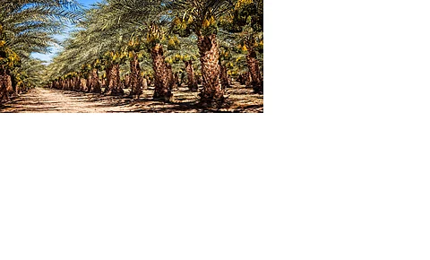 Palm Plantation