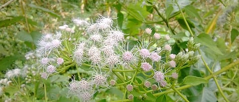 Carry out ‘Ranmodi’ exotic weed eradication campaign