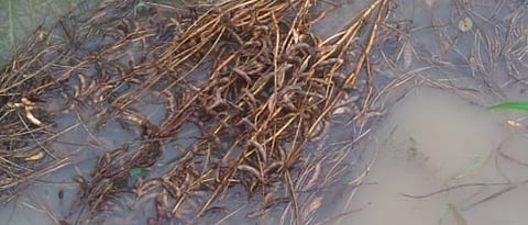 Report crop loss to insurance company within 72 hours