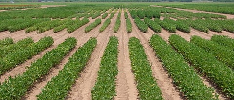 Sowing of summer soybean on 2000 hectares in Pune division