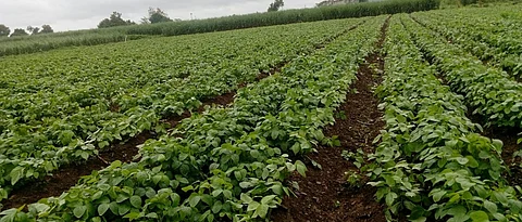 Soybean