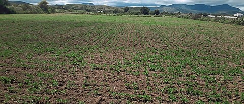 Sowing at 48 percent in Nashik district
