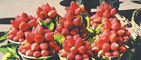 Strawberries