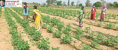  छत्तीसगडमध्ये ठिबकसिंचनाचा वापर वाढत असून, या पद्धतीने घेतलेल्या टोमॅटोची काढणी करताना महिला.