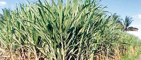 sugarcane crushing season