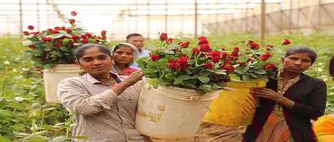 ‘व्हॅलेंटाइन डे’साठी फुलला गुलाब