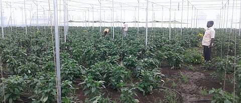 गंगामसला (ता. माजलगाव) येथे सतीश सोळंके यांनी एक एकरात उभारलेले शेडनेट. त्यात ढोबळी मिरचीची लागवड.