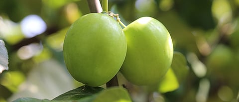 निर्यातक्षम अॅपलबेर