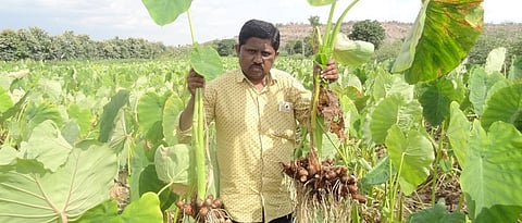 तातेराव वाडेकर अळूचे कंद दाखवताना 