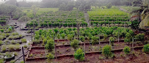 बेहेरे यांनी कातळावर फुलवलेला भाजीपाला, फुलशेती