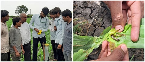 विद्यार्थ्यांनी शेतकऱ्यांना लष्करी अळीचा प्रादुर्भाव व तो कमी करण्यासाठी कामगंध सापळ्यांचा वापर करण्याबाबत मार्गदर्शन केले.