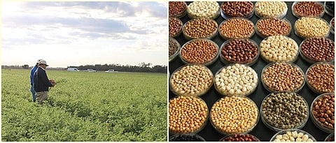 AI helps design the perfect chickpea
