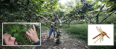 कोको उत्पादनवाढीसाठी हाताने परागीभवनाचे तंत्र उपयुक्त