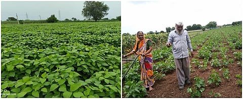 कोरडवाहू शेतीसाठी बीबीएफ तंत्रज्ञान फायदेशीर