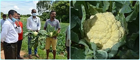 कोबीवर्गीय पिकांतील कीडनियंत्रणासाठी पर्यावरणपूरक पद्धत