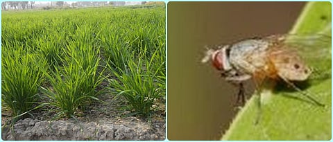 कृषी सल्ला (राहुरी विभाग)