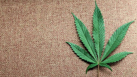 نبات الماريجوانا